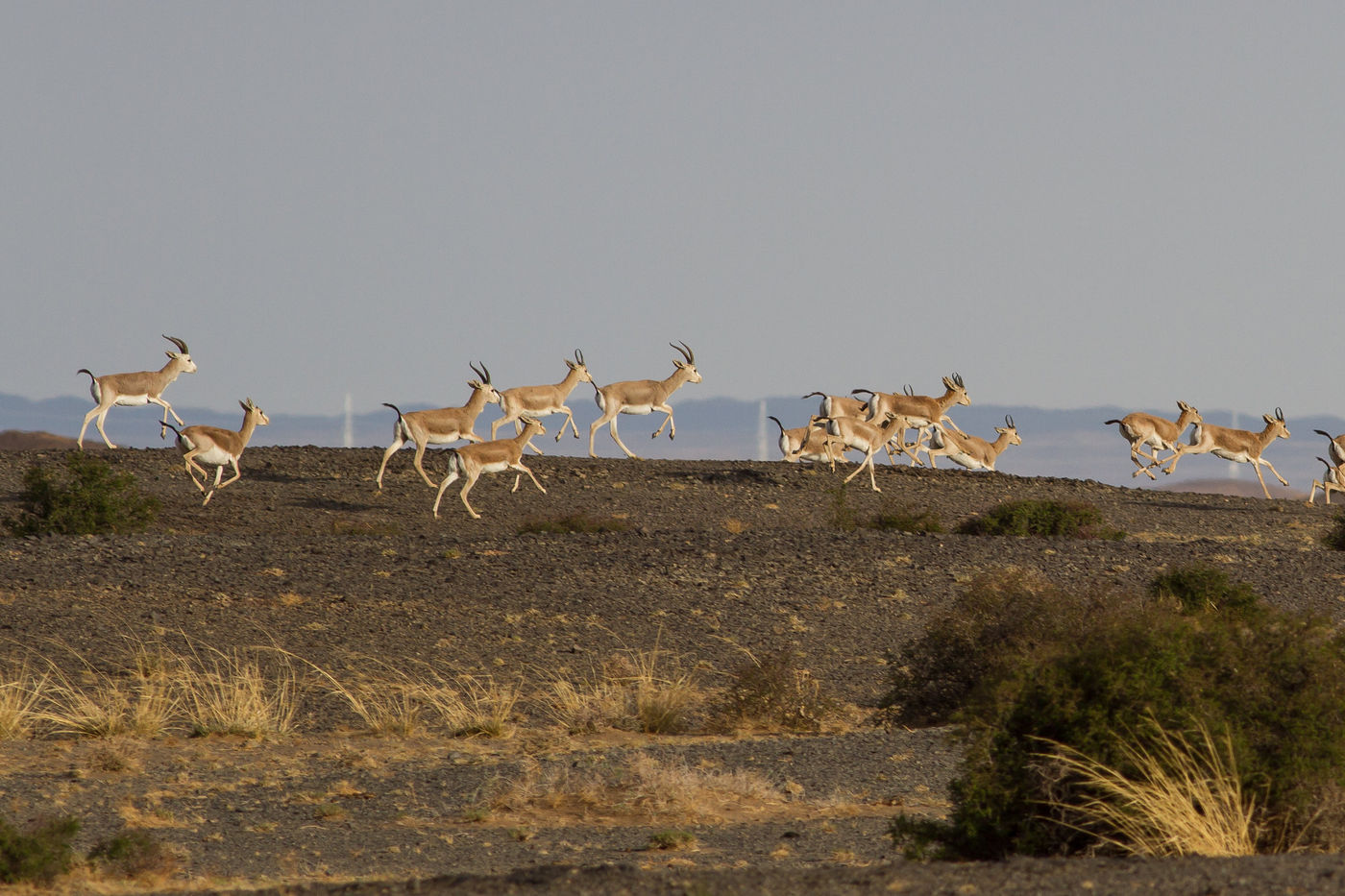 Goitered gazelles rennen door het landschap. © STARLING reizen