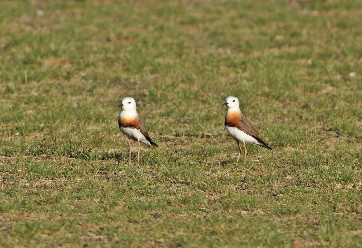 Twee oriental plovers toonden zich van hun beste kant om vrouwtjes aan te trekken. © Bolormunkh Erdenekhuu