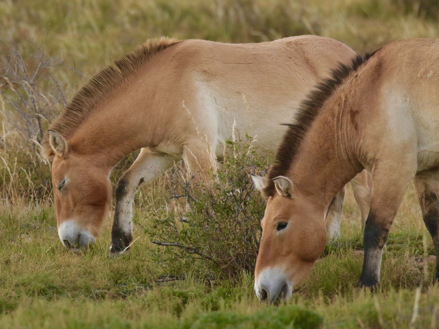 Przewalskipaarden kleuren de steppe. © Geert Beckers