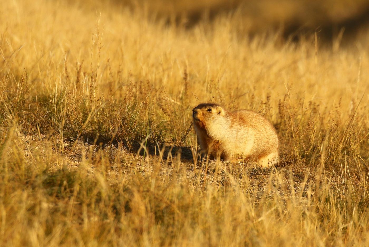 Een tarbagan marmot op de steppe. © Geert Beckers