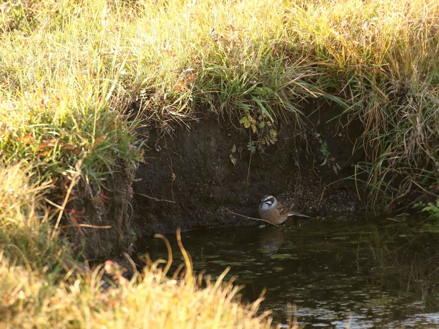 Een meadow bunting drinkt aan een poeltje. © Geert Beckers