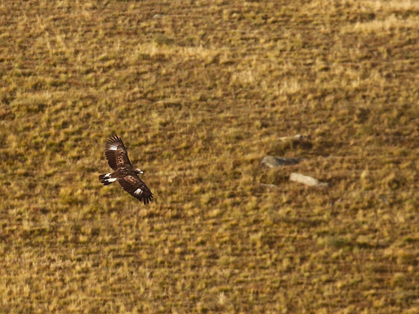 Een jonge steenarend patrouilleert boven de steppe. © Geert Beckers