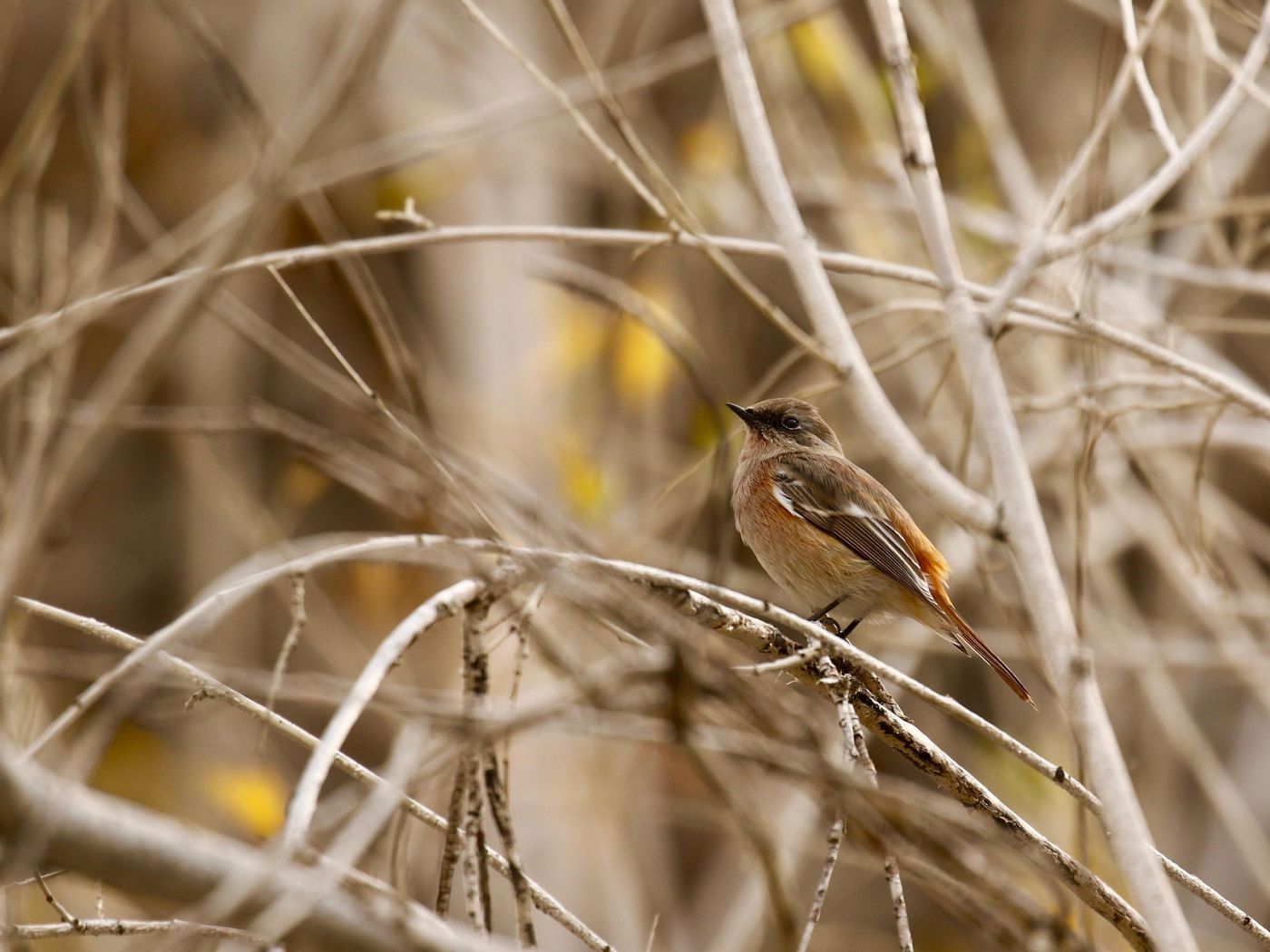 Mannetje eversmann's roodstaart. © Geert Beckers