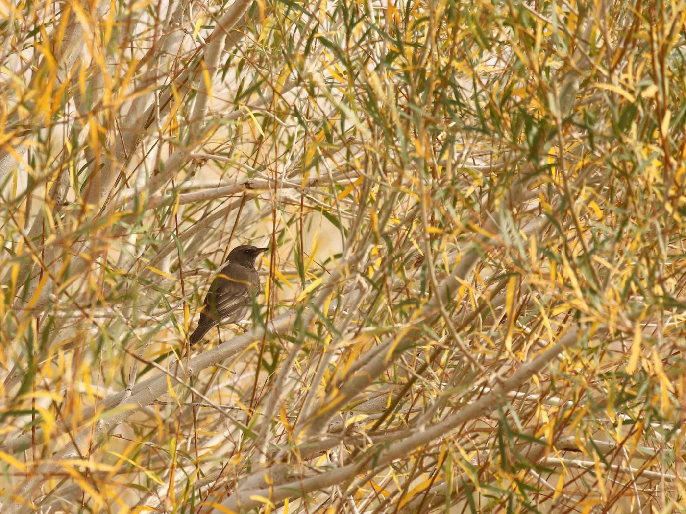 Een zwartkeellijster in een wilgenstruweel dat zich klaar maakt voor de winter. © Geert Beckers