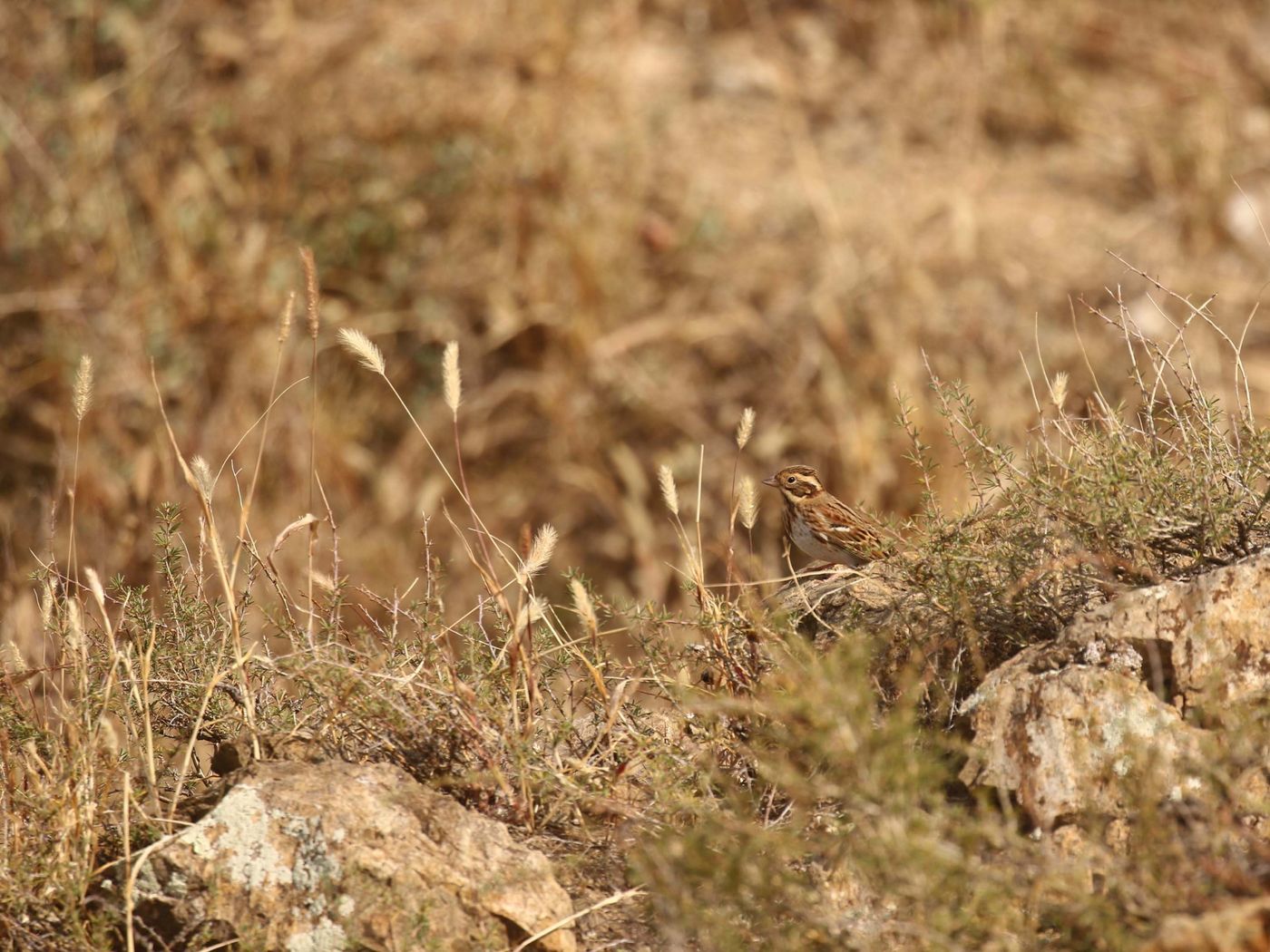 Bosgors in het landschap. © Geert Beckers