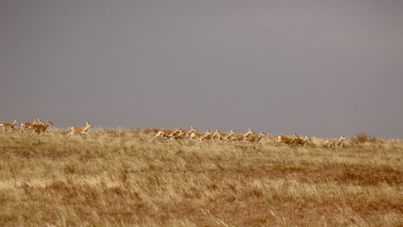Mongolian gazelles in beweging! © Geert Beckers