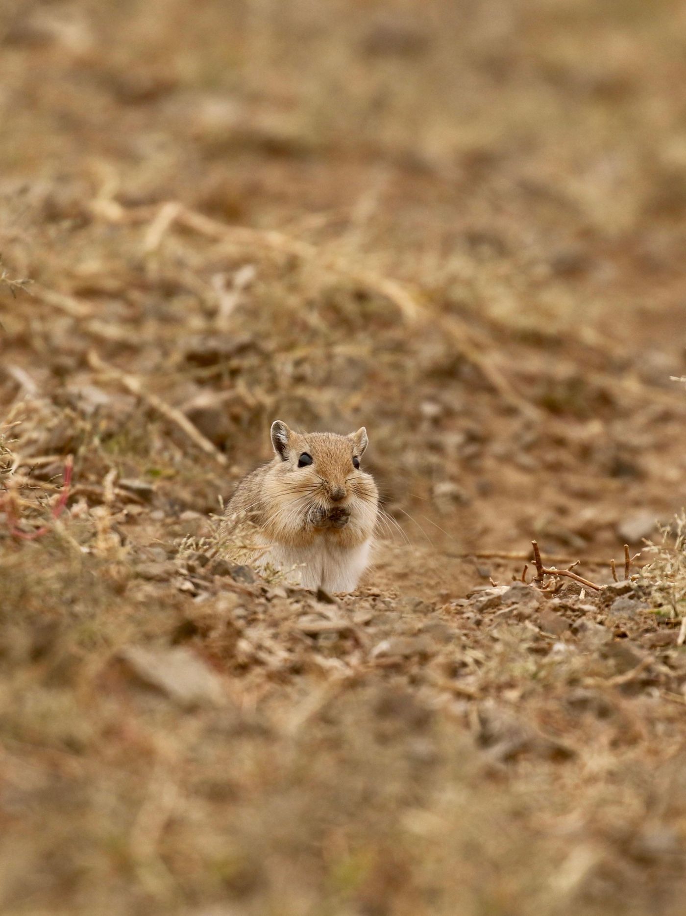 Een gerbil verzamelt nog snel wat voedsel voor de eerste sneeuw valt. © Geert Beckers