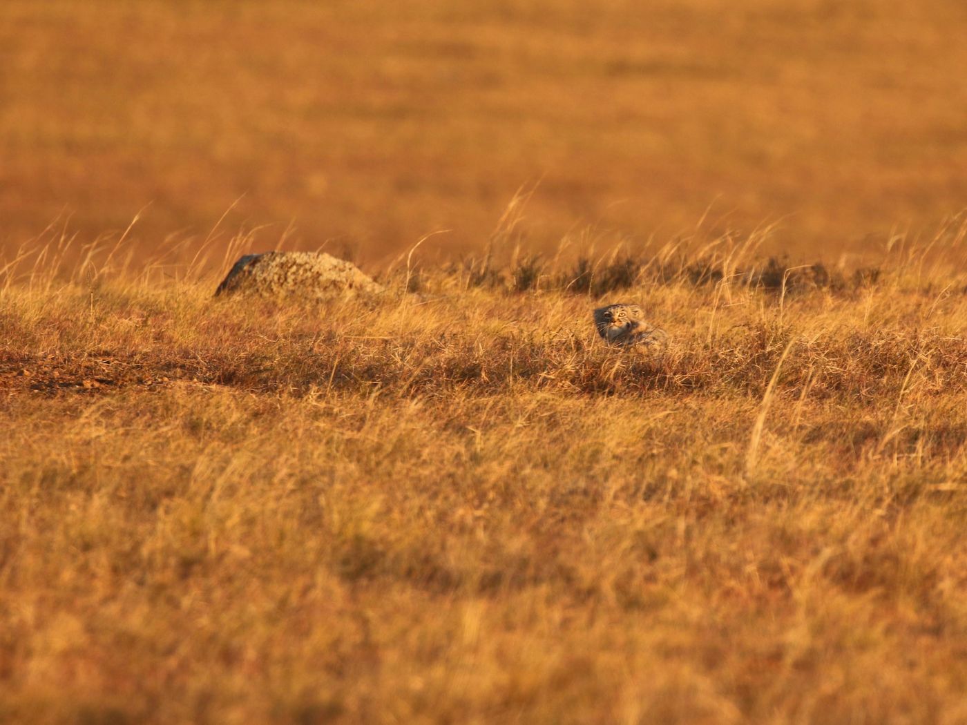 Pallaskat. © Geert Beckers