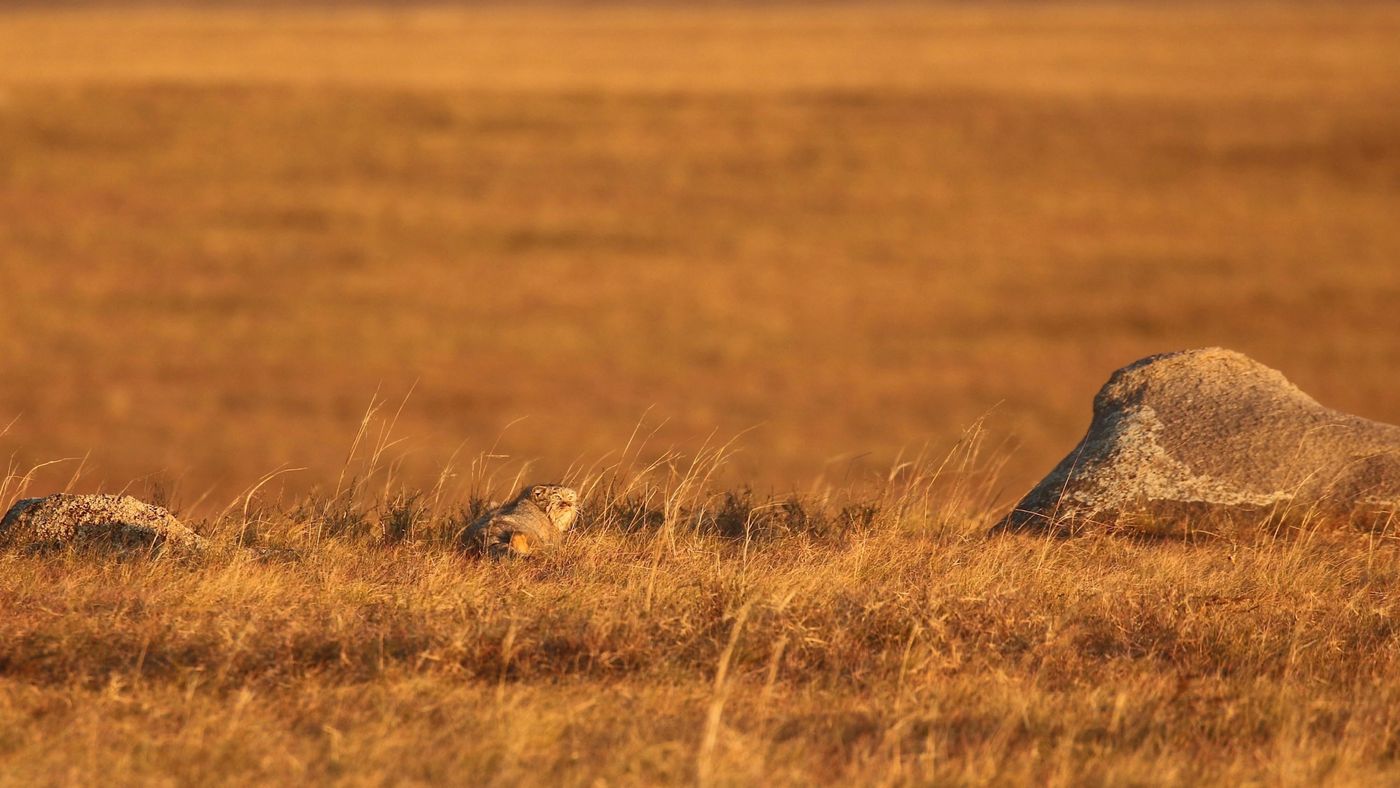 Pallaskat. © Geert Beckers