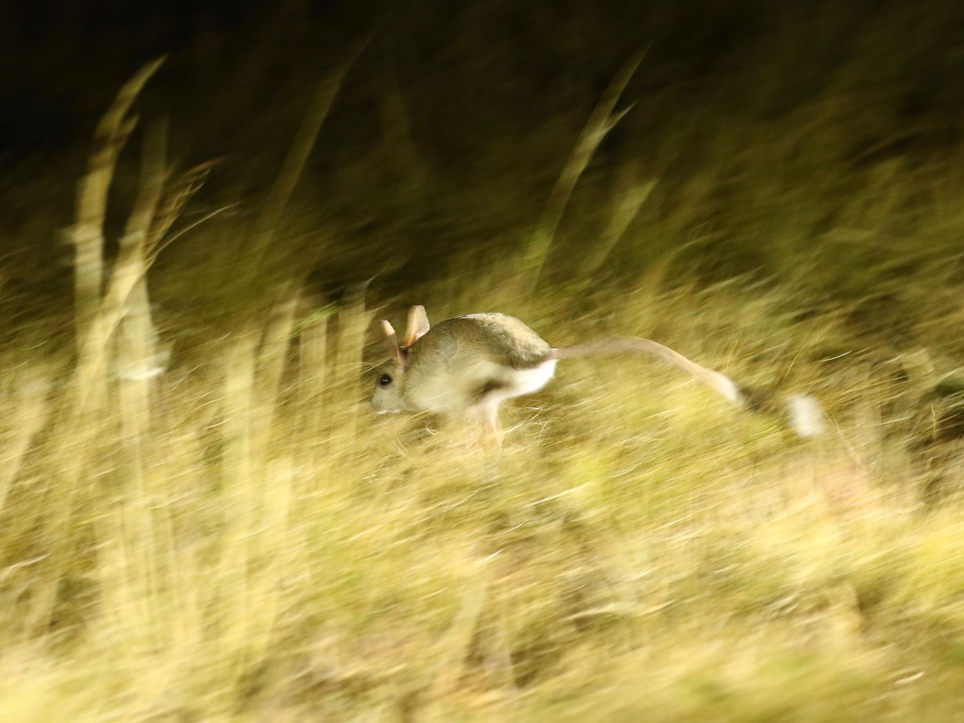 Jerboa. © Geert Beckers