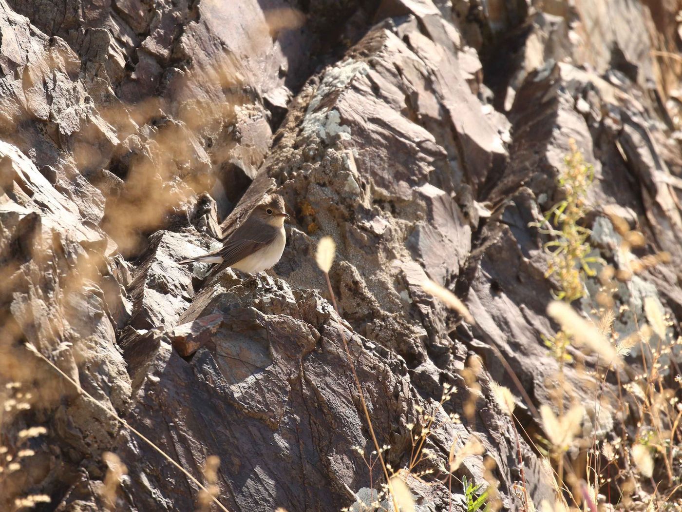 Een taiga flycatcher maakt gebruik van wat vroege zonnestralen. © Geert Beckers