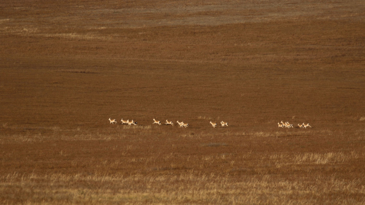 Een kudde Mongolian gazelles in galop door de steppe. © Geert Beckers