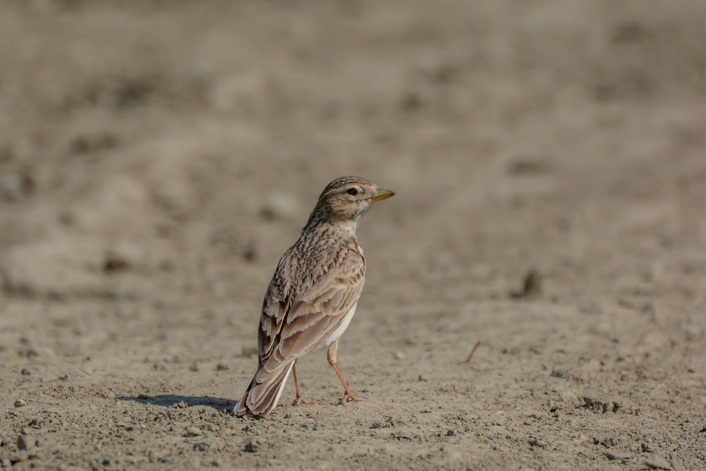 STARLINGreizenBlogberichten (1181 van 1762) Kleine kortteenleeuwerik. © Stefan Geilvoet