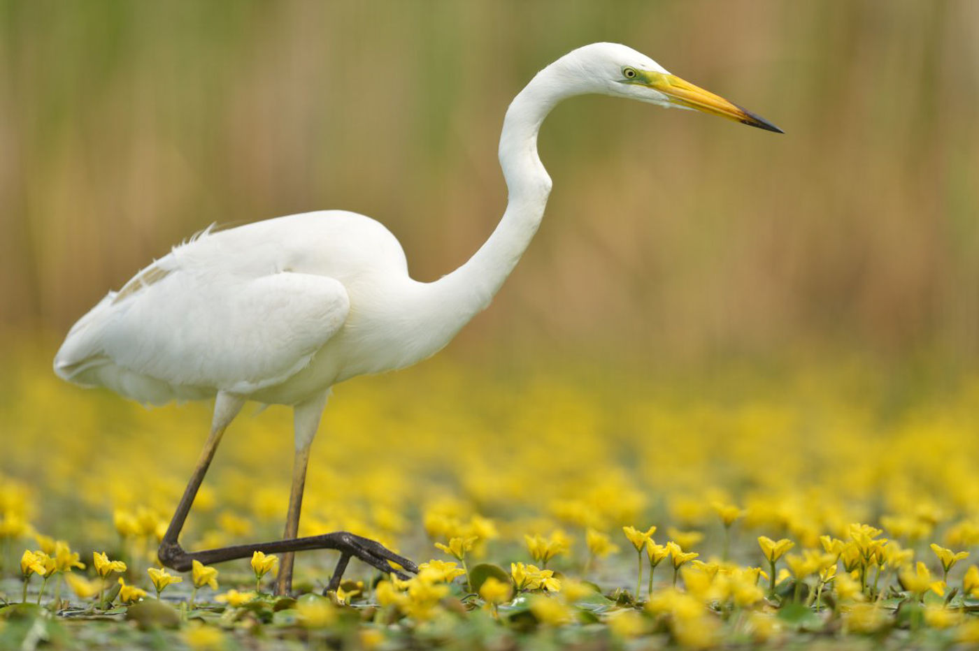 Grote zilverreiger tussen de bloemen in Hortobagy. © Yves Adams