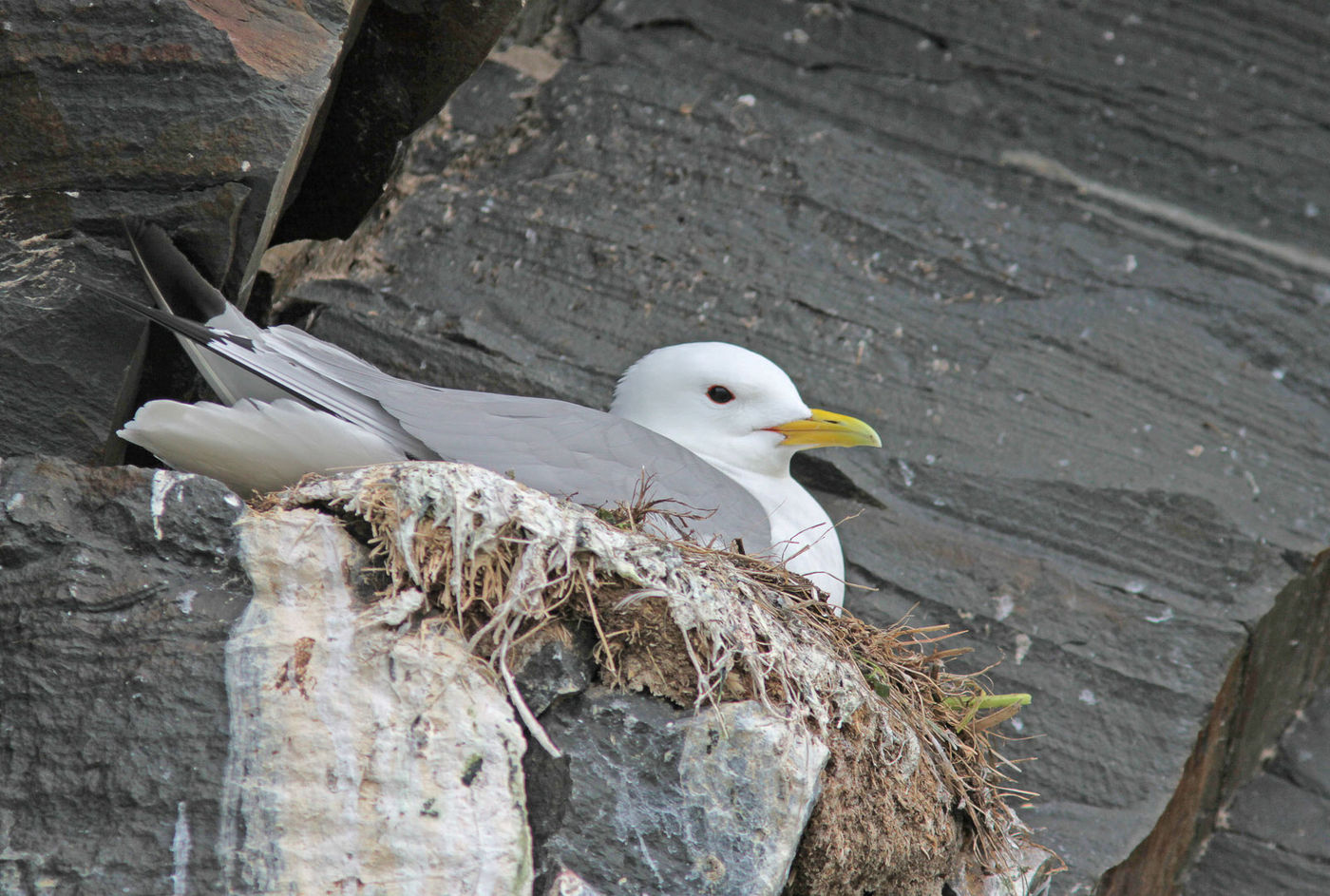 Drieteenmeeuw op nest. © Wouter Faveyts