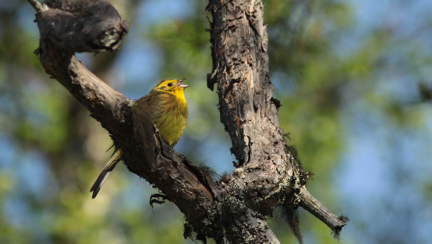 Geelgorzen zitten er in een compleet ander habitat dan het onze. © Wouter Faveyts