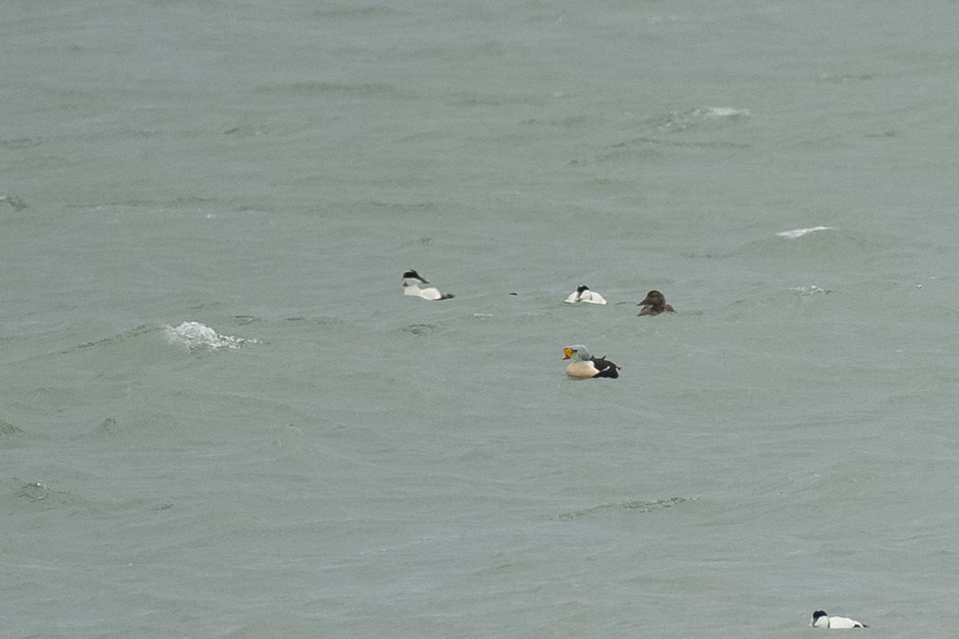 Recordshot van mannetje koningseider. © Benny Cottele