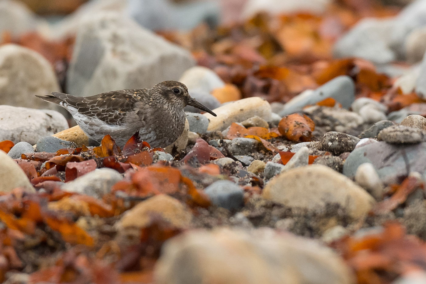 Paarse strandlopers foeragerend in het wier. © Benny Cottele