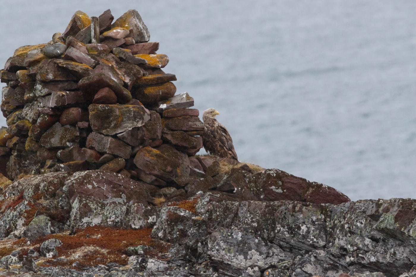 Zeearend langs de woeste kust. © Erwin Hoebrechts