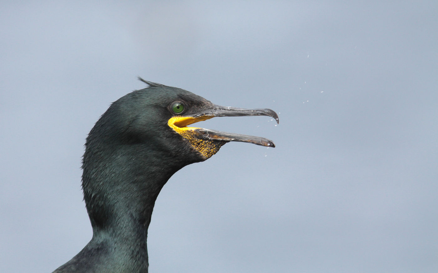 Deze kuifaalscholver is één van de vele soorten zeevogels die we aantreffen in Varanger. © Wouter Faveyts