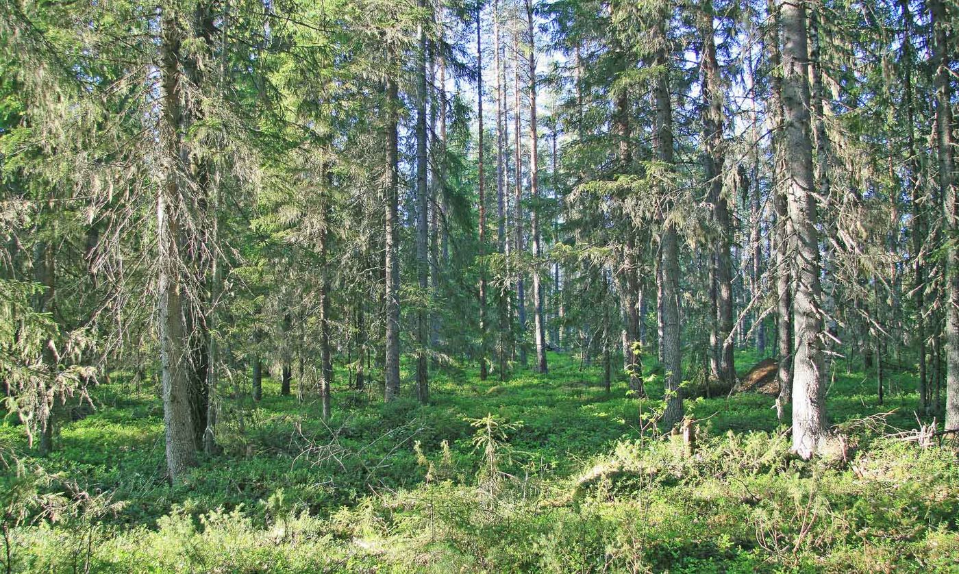 Baardmossen tonen de goede luchtkwaliteit aan. © Wouter Faveyts