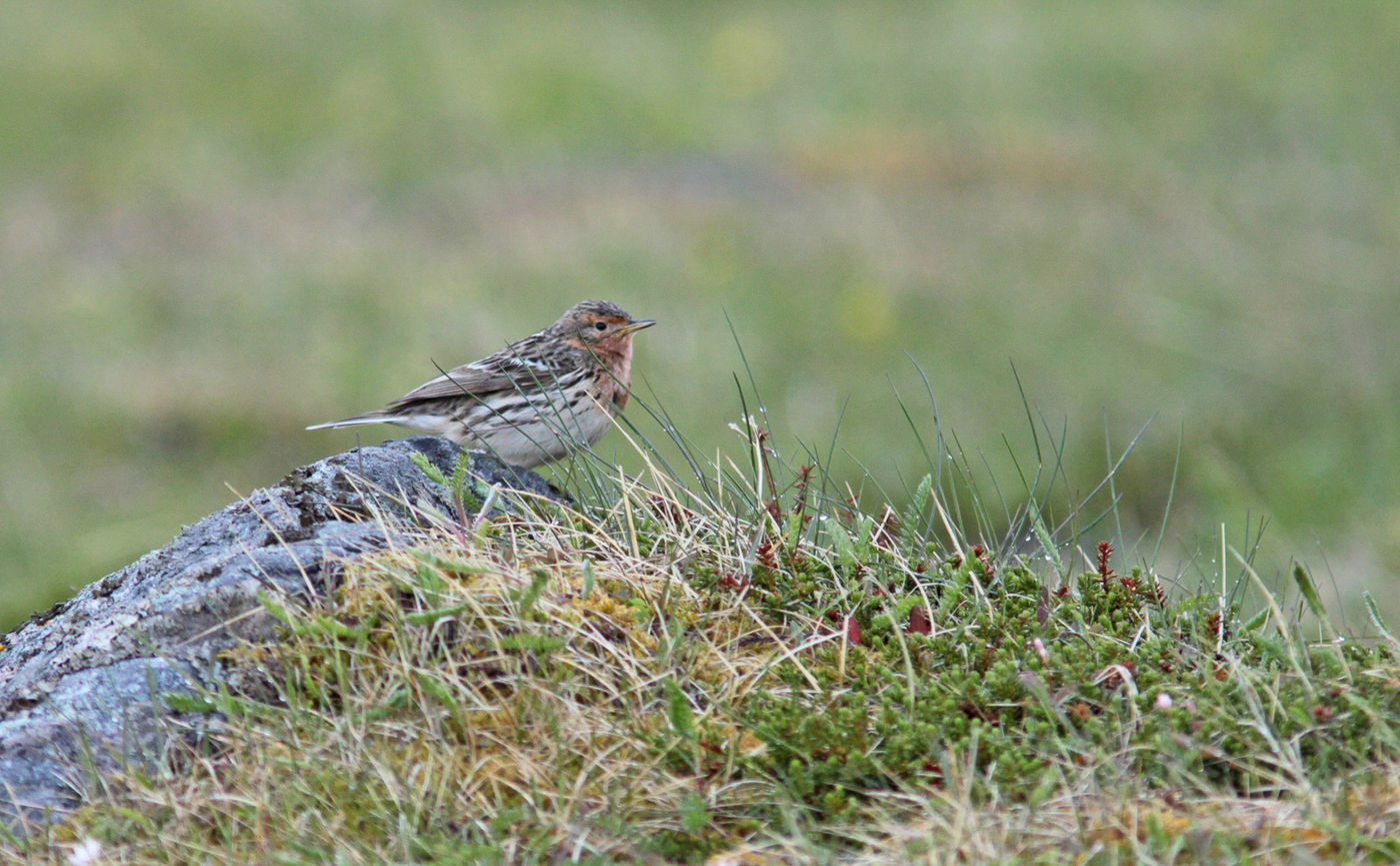 Roodkeelpiepers zijn een van de redenen waarom je in juni naar Varanger moet. © Wouter Faveyts