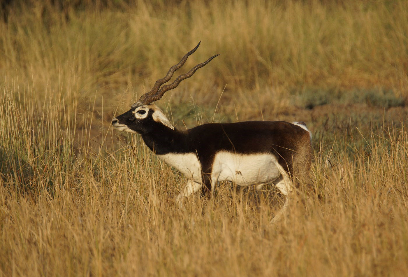STARLINGreizenBlogberichten (1548 van 1762) Indische antilope. © Janco van Gelderen
