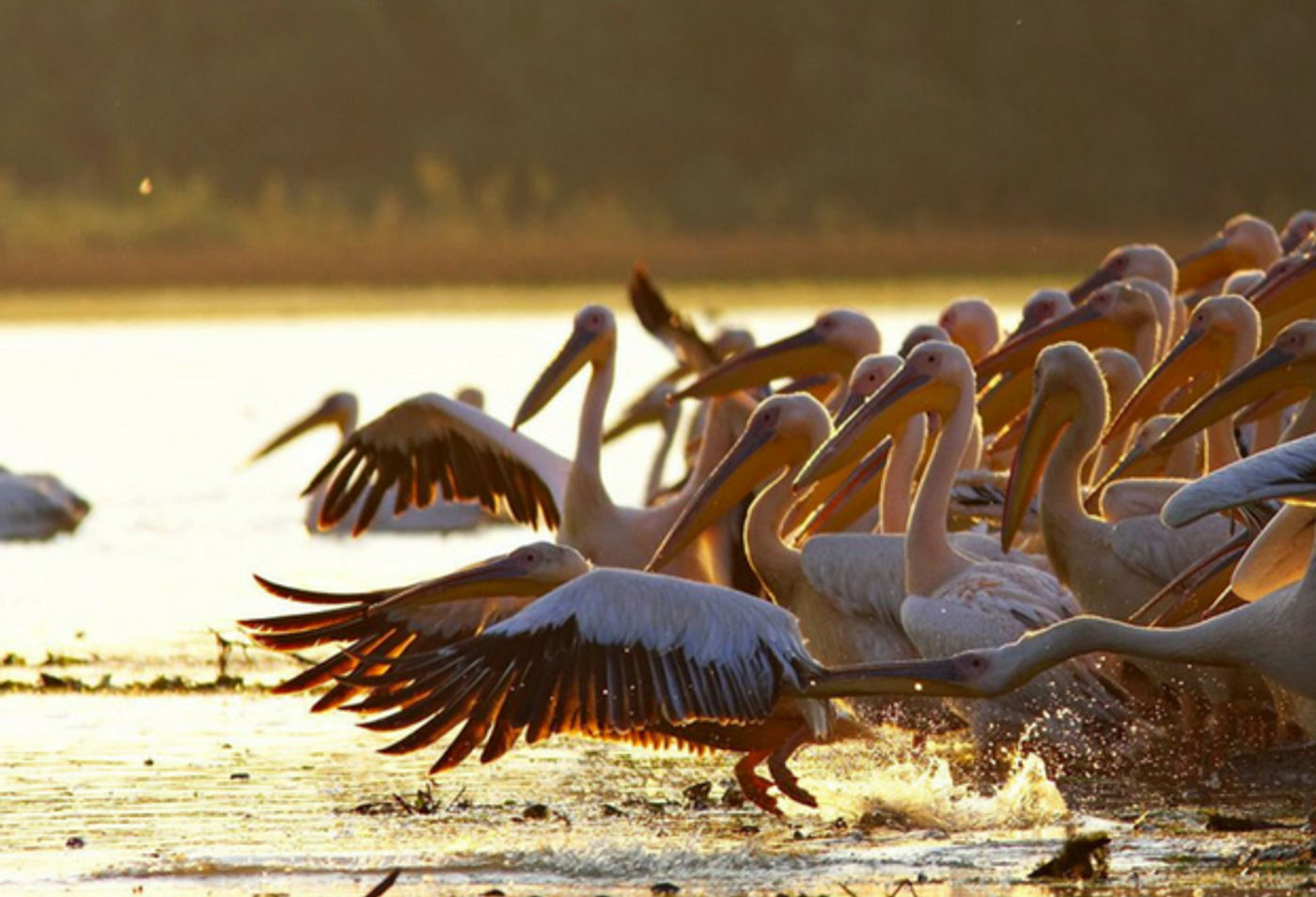 Een groep pelikanen in de Donaudelta in Roemenië. © Daniël Petrescu