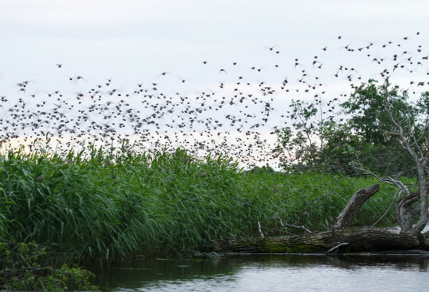 In Estland vind je de meest ongerepte natuur van Europa. © Johannes Jansen