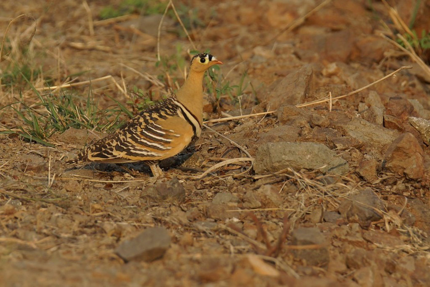 STARLINGreizenBlogberichten (209 van 1762) Painted sandgrouse. © Janco van Gelderen