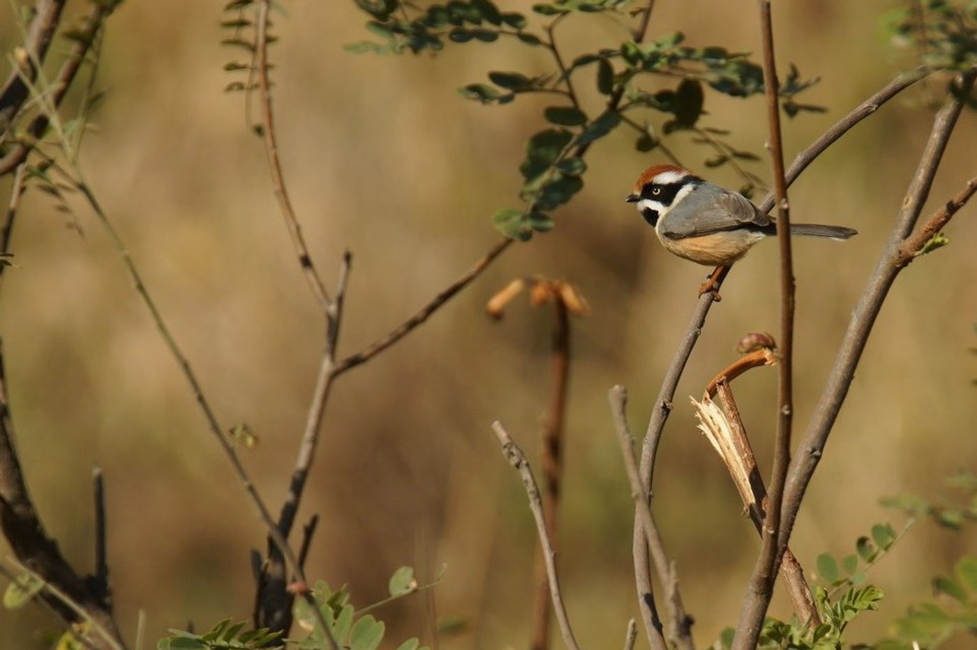 STARLINGreizenBlogberichten (213 van 1762) Black-throated bushtit. © Janco van Gelderen