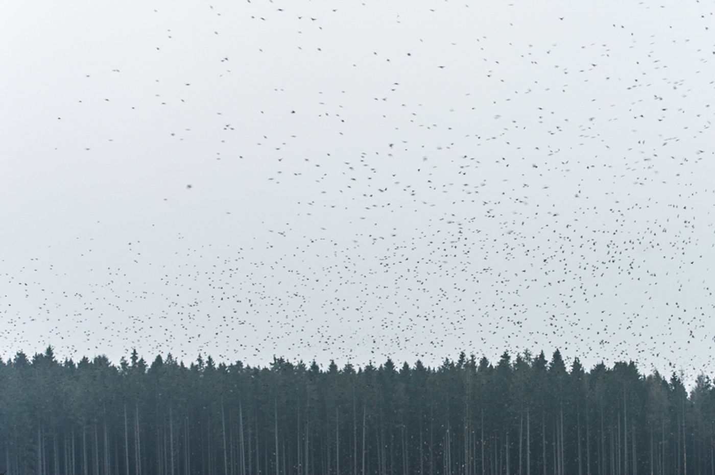 Impressionante groepen zwermen door de vallei. © David 'Billy' Herman