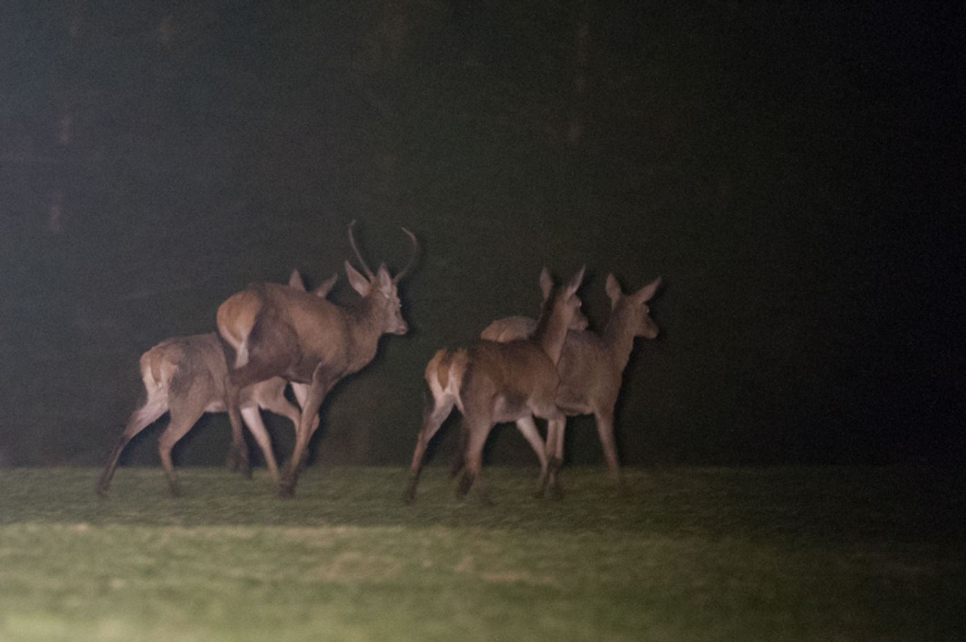 Op de terugweg vijfitg edelherten, een das en tien vossen meegepikt. © David 'Billy' Herman