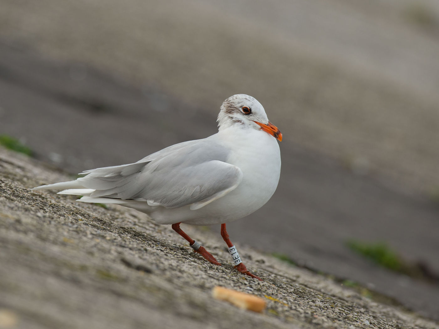 Winterkleed adulte zwartkopmeeuw. © Benny Cottele