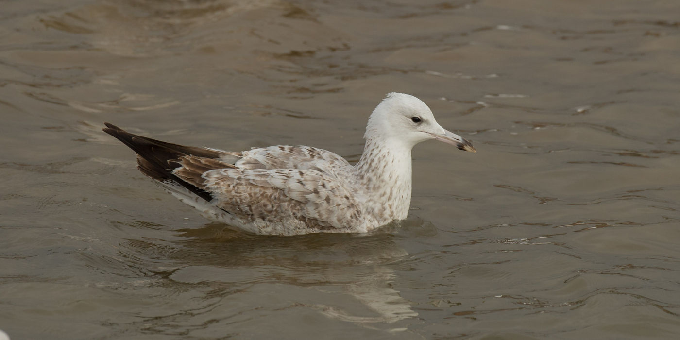 Eerste winter Pontische meeuw. © Benny Cottele