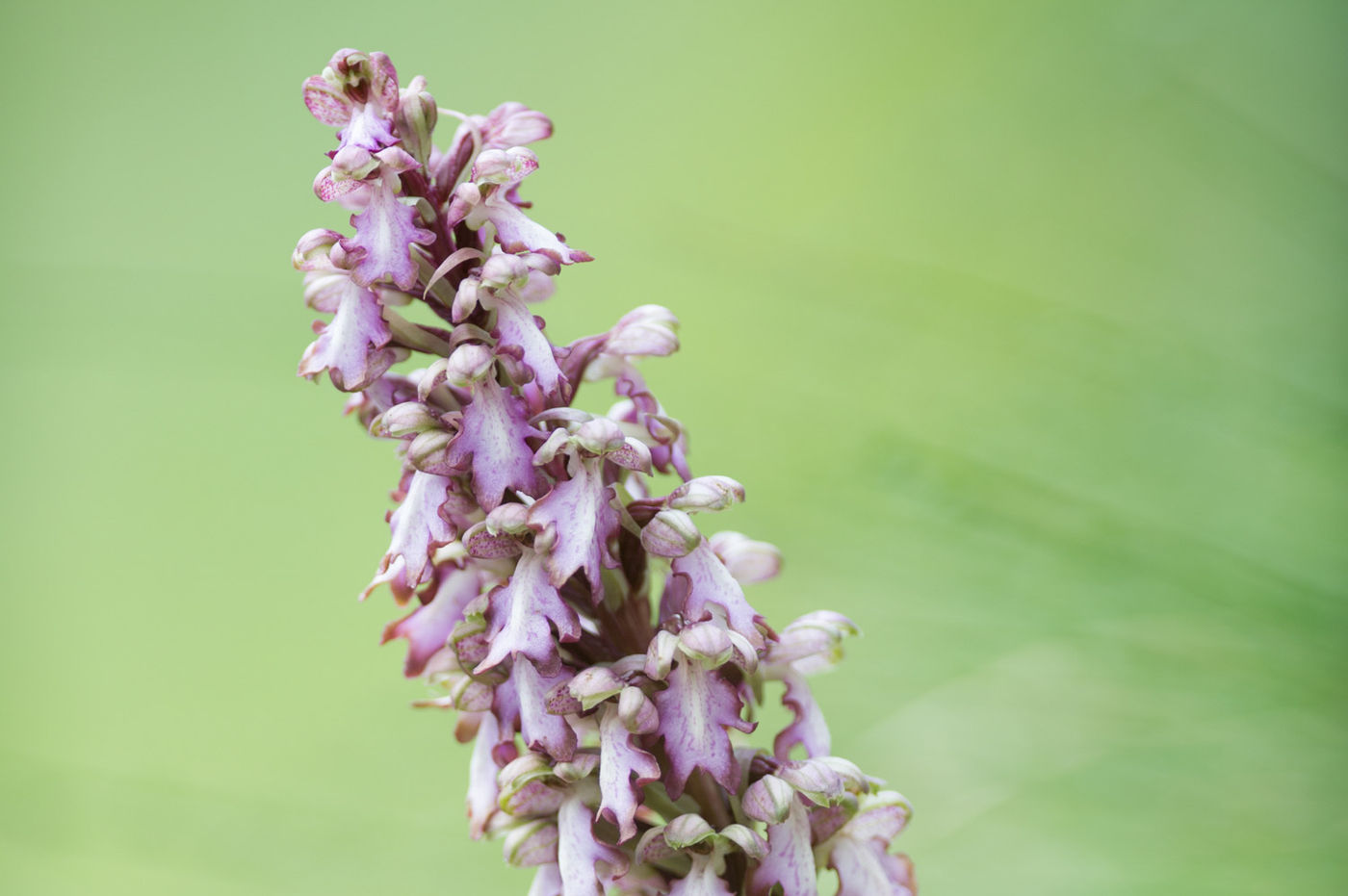 STARLINGreizenBlogberichten (34 van 1762) Reuzenorchis op de weg. © David 'Billy' Herman