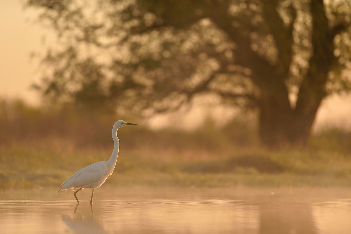 Grote zilverreiger in Hortobagy. © Yves Adams