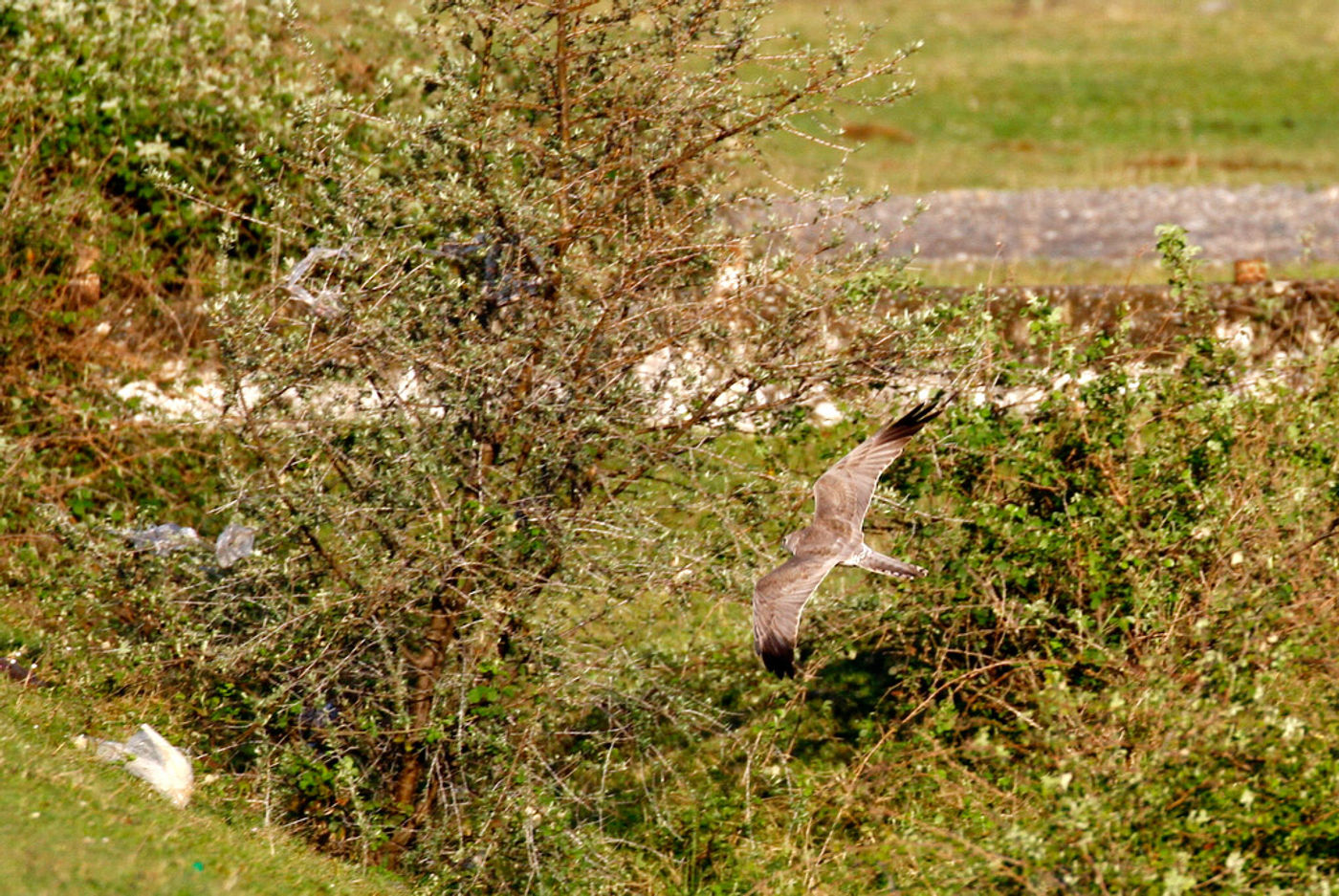 Steppekiekendief op jacht laag boven het struikgewas. © Johannes Jansen