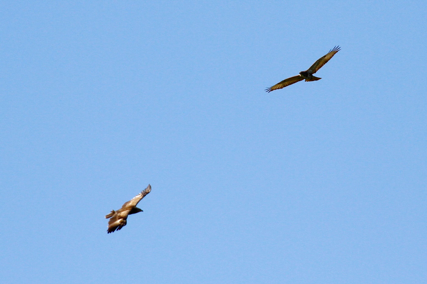 Schreeuwarend met buizerd. © Johannes Jansen