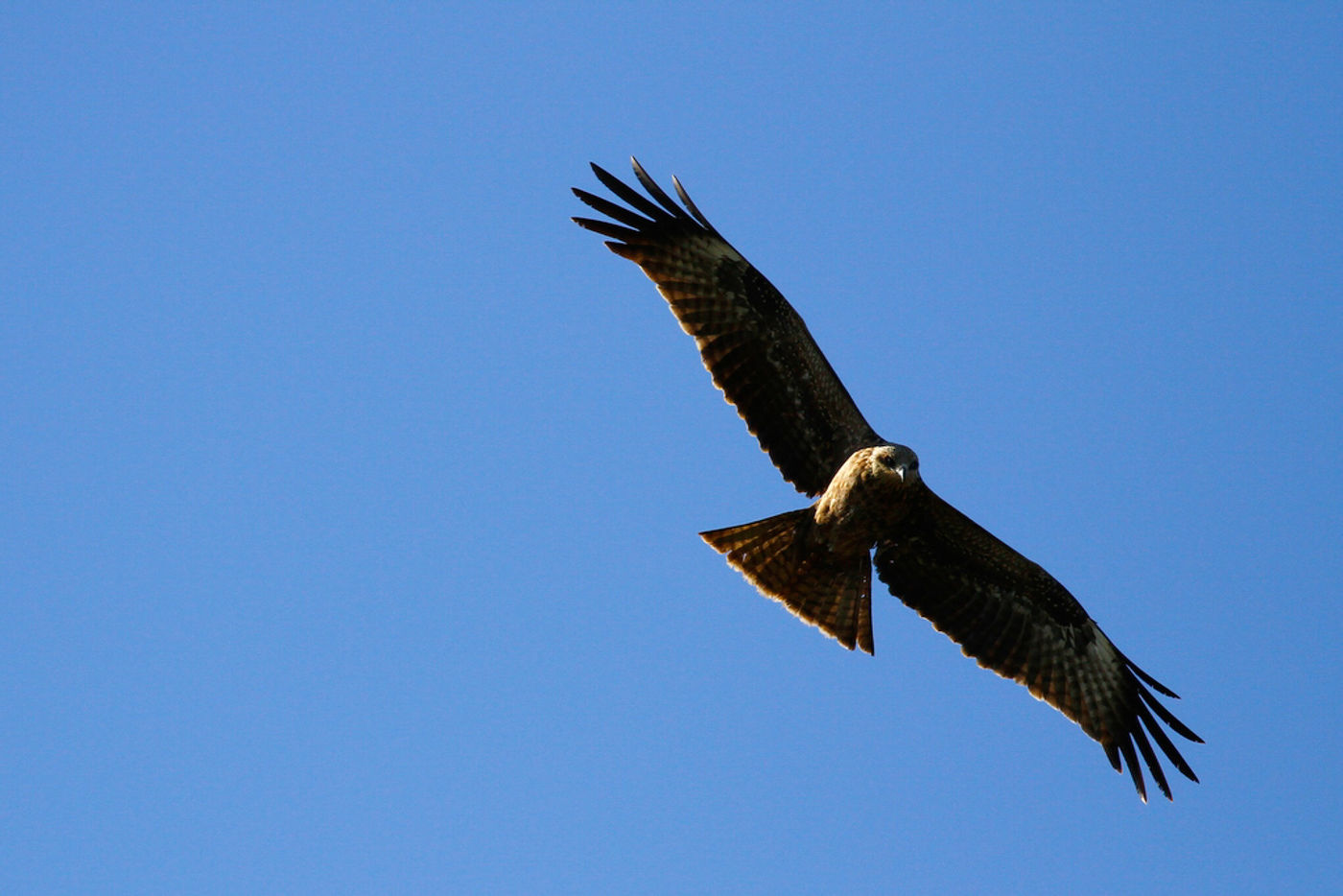 Jonge zwarte wouw. © Johannes Jansen