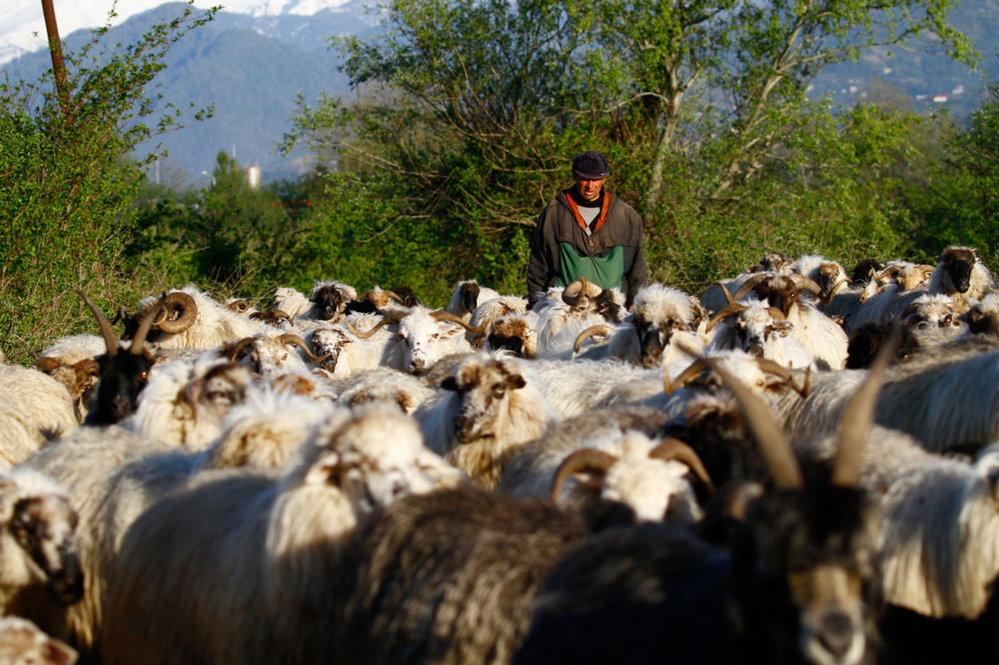 Herder in de delta. © Johannes Jansen