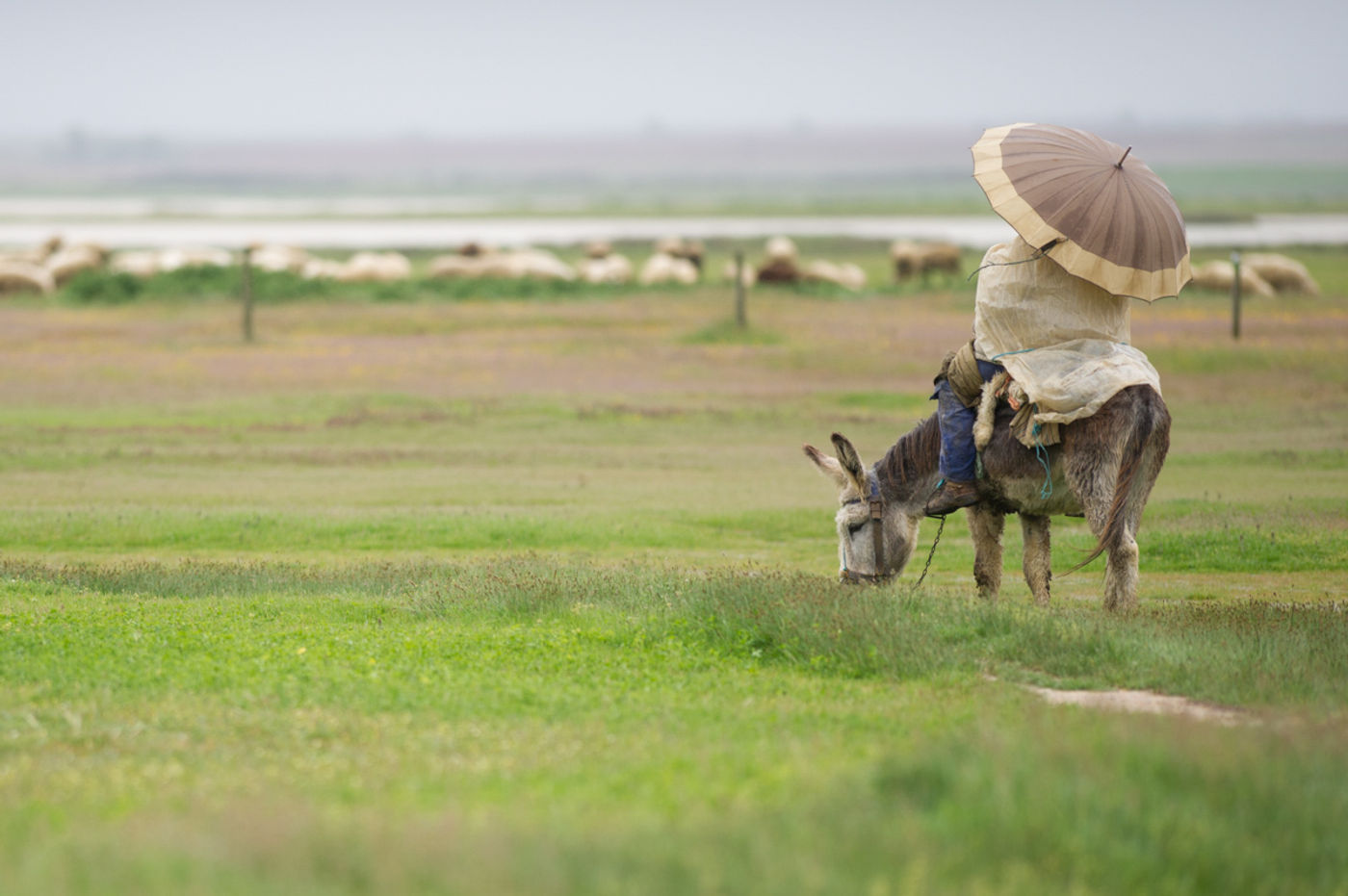 STARLINGreizenBlogberichten (42 van 1762) Herder in de regen. © David 'Billy' Herman