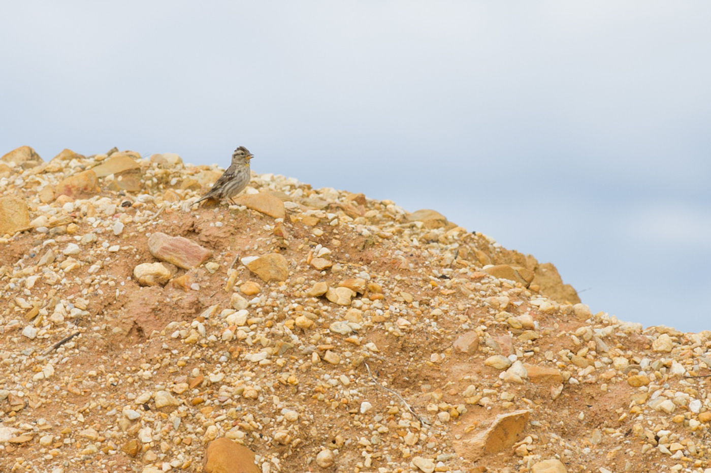 STARLINGreizenBlogberichten (46 van 1762) Rotsmus in habitat. © David 'Billy' Herman