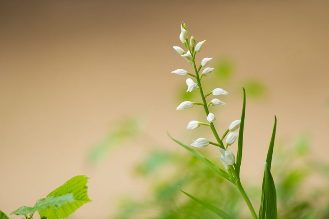 Wit bosvogeltje heet in het latijn longifolia. © David 'Billy' Herman