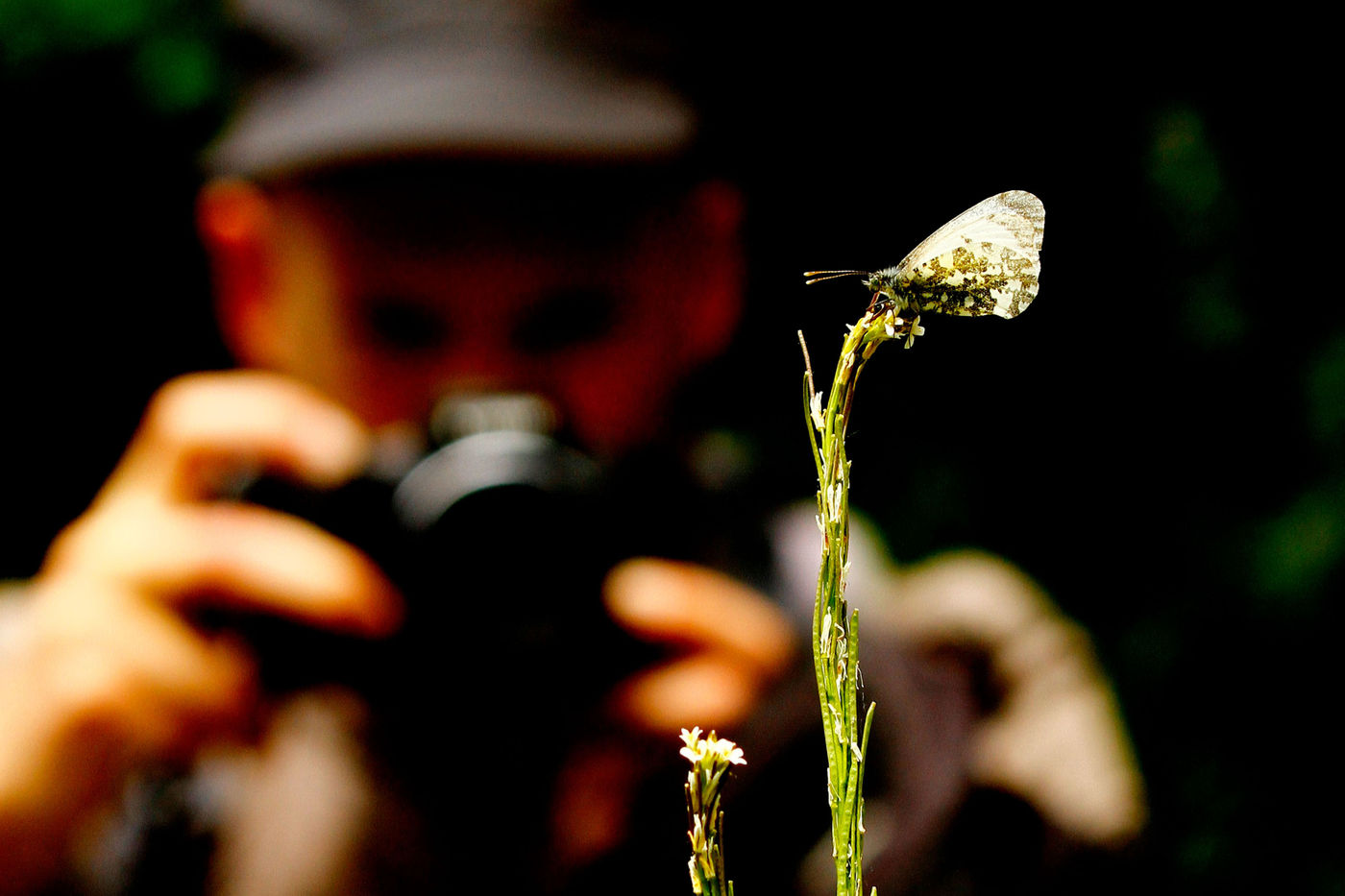 Fotograferen van het oranjetipje. © Johannes Jansen