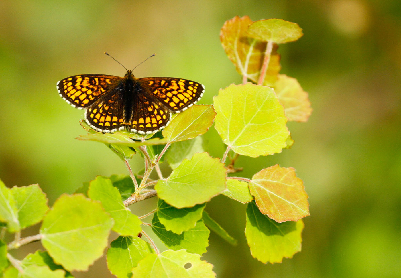 Bosparelmoervlinder. © Johannes Jansen