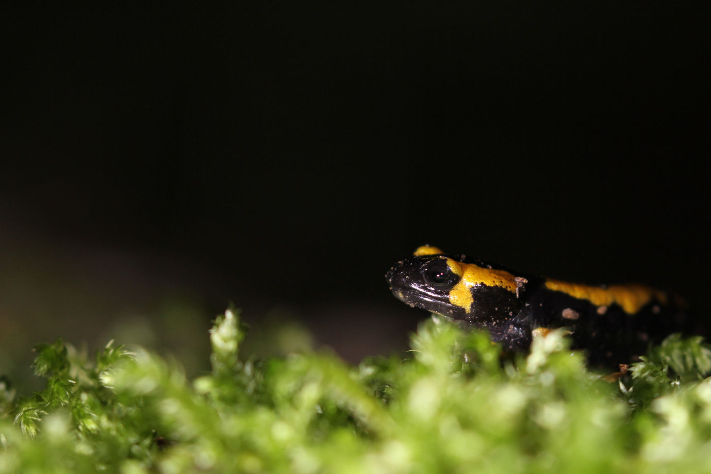 Vuursalamander. © Johannes Jansen