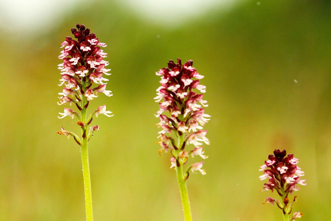 Aangebrande orchis. © STARLING reizen