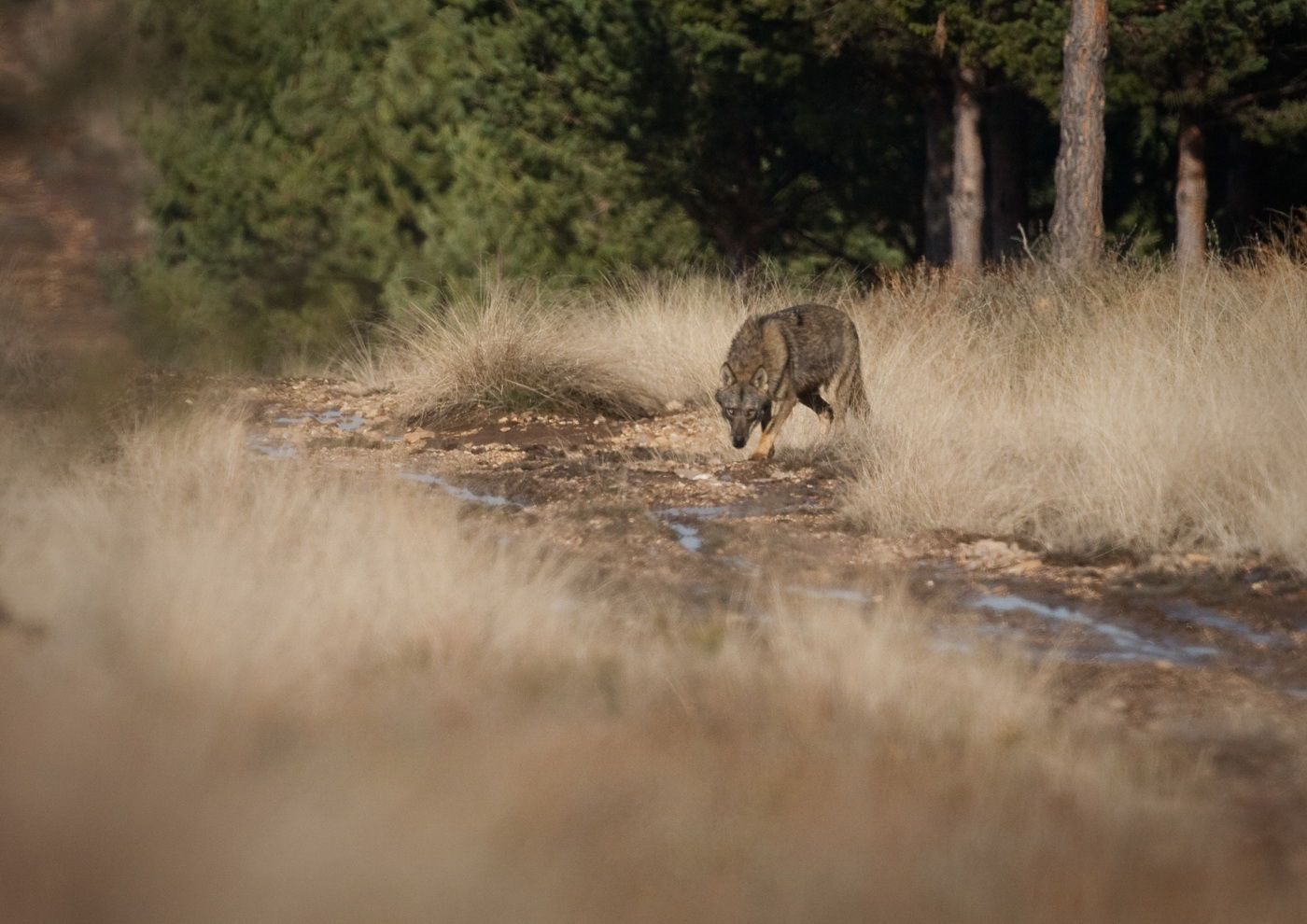 Oog in oog. © Karl Vanginderdeuren