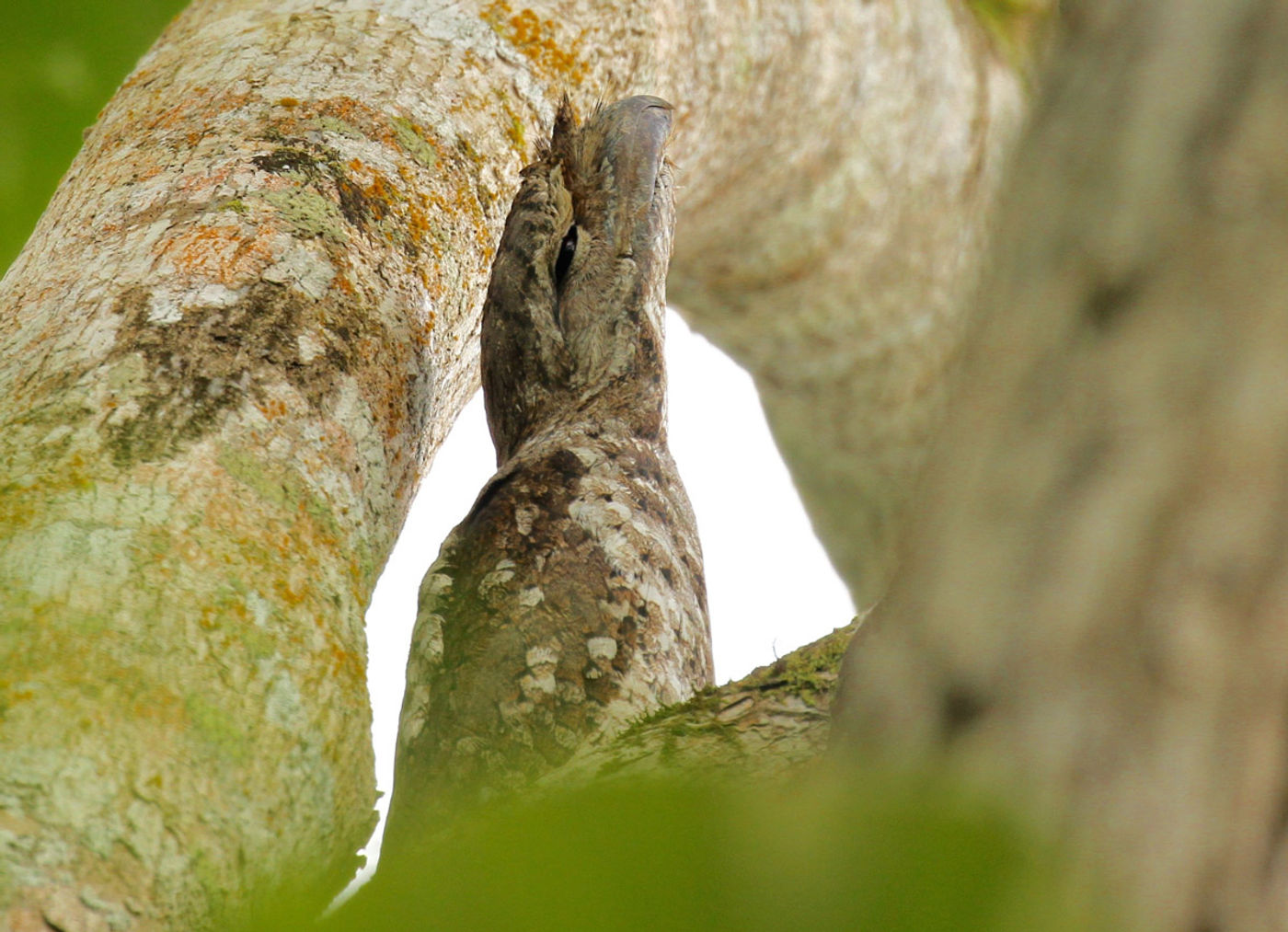 Papuan frogmouth, wat een beauty. © Geert Becker